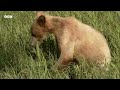 Using Salmon Guts to Study Bears | How Nature Works | BBC Earth