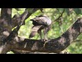 CRESTED HAWK EAGLE (Nisaetus cirrhatus)