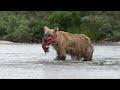 The Grizzly Gauntlet - A Salmon's Journey to Spawn - Brown Bears in Alaska Fishing