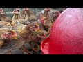 Raising Chickens for Meat and Eggs - Feed for Egg-Laying Chickens - Poultry Business.