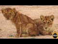 2 Abandoned Lion Cubs - What Happens Next?