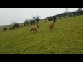 Belgian Malinois hill sprints