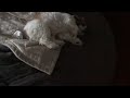 Do all puppies sleep like this?