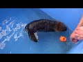 Baby Sea Otter Joey Learning to Swim