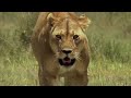 Cheetah: Africa's Fastest Animal Is In Critical Danger | Cheetah Price Of Speed | Apex Predator