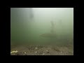 Pike swimming underwater footage