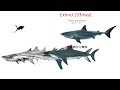Shark size comparison Living Extinct
