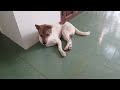 Guilty Dog and cat is so funny😻🐶Try Not to Laugh😹2024 #4