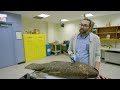 Meet the coelacanth