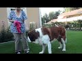 Saint Bernard - Stormy - eating his lunch 2011-07-16.MP4