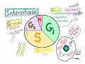 Cell Cycle (part 2); the INTERPHASE!