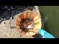 Trot line crabbing in MD