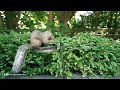 feeding squirrels in the garden | Cat TV