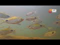 Relaxing Underwater Video of Freshwater Fish | Wild Animals Sri Lanka