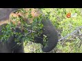 Baby Elephant with Family | Wild Animals Sri Lanka