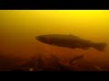 Rainbow Trout filmed beneath the surface