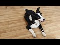 Border Collie 5 Months – 21 Basic Tricks