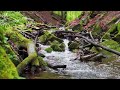 Relaxing music to relieve stress, anxiety, depression 🌿 Calm the mind