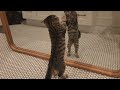 Kitten Experiencing a Mirror for the 1st Time