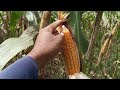 Review : Kebun Jagung Usia 90 Hst || review jagung DekaLB 771