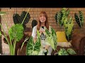 How to NOT kill your Alocasia! Care Guide for all my Alocasia's