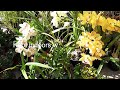 How to Propagate and Take Care of Cymbidium Orchids