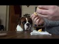 Cute And Obedient Boxer Dog Share Orange With Dad 🍊❤️ NO DROOLING!!!