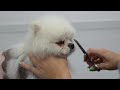 This Dog Almost Made The Cameraman Quit😅 | Cute Pomeranian Dog