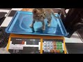Tiny Kitten politely asking to be petted while owner is working
