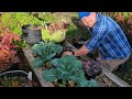 When To Plant Kale - Garden Quickie Episode 177