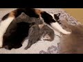 Семейная жизнь кошек))