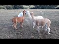 Anitas Alpacas - Cooling down