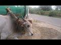 Sugarcane Juice extracting process | Enroute from Pandharapur | 2012 | Baby Bull
