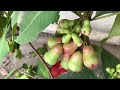 How to grow trees from seeds in a water bottle and banana