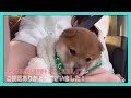 【柴犬】海だぁ〜！走りだすとまさかの転倒😂