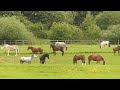 Horses on country walk