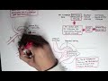 Nephrology - Glomerular Filtration