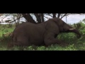 African Animals Getting Drunk Off Ripe Marula Fruit