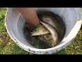 Amazing Fishing After Flood in Village - Traditional Fishing Video - Amazing Village Fishing Video