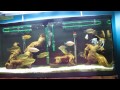 Animal update : 55 gallon fish tank