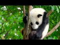 Baby Animals 4K - Explore The Cute World Of Young Wild Animals With Relaxing Music (Colorfully)