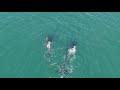 Drone footage of Orca Hunting Porpoise! Full Video!