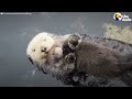 Otter Moms Wrap Their Babies in Seaweed Blankets | The Dodo