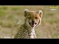 30 Magnificent Hunting And Chasing Moments By Wild Animals | Animal World