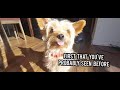 My Yorkie learned a new trick! - Woody's Vlogs