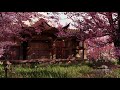 Spring Ambience with Cherry Blossoms, Water Sounds, Bird Song, Nature Sounds