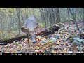 Pennsylvania Wildlife at the Ridge Log from 7/31/2023 to 10/22/2023