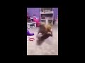 Dog Spin