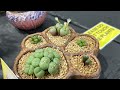 Cactus & Succulent Fair NSW May 2023