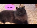 Cute Cat Meows and Misses Mom